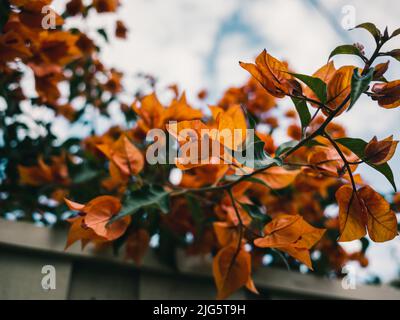 Bougainvillea est un genre de vignes ornementales, de buissons et d'arbres appartenant à la famille des Nyctaginaceae Banque D'Images