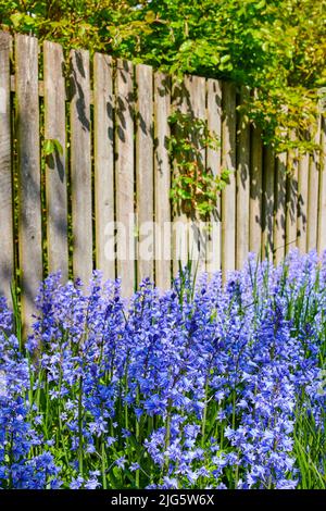 Vue sur le paysage des fleurs bluebell communes qui poussent et fleurissent sur des tiges vertes dans une cour privée ou un jardin isolé. Détail texturé de Banque D'Images