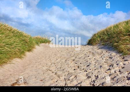 Gros plan d'un sentier de sable avec de l'herbe verte luxuriante qui pousse sur la plage de la côte ouest de Jutland, Danemark. Beau ciel bleu lors d'une chaude journée d'été sur un sèche Banque D'Images