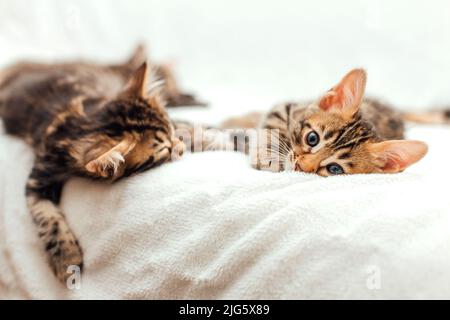 Deux chatons bengale d'un mois qui dorment sur une couverture de fourrure blanche. Banque D'Images