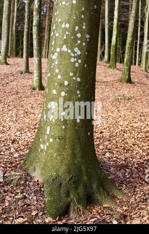 Mousse poussant sur un grand vieux arbre avec des feuilles tombées dans une forêt ou une jungle à l'extérieur lors d'une journée froide brumeuse en automne. Paysage de l'environnement et de la végétation Banque D'Images