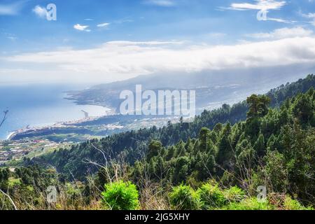 Belles forêts de pins dans les montagnes de la Palma, îles Canaries, Espagne. Paysage pittoresque avec de grands arbres, végétation luxuriante dans la nature sur un soleil Banque D'Images