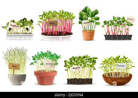 Aliments sains microverts ensemble avec betterave et radis réaliste illustration de vecteur isolé Illustration de Vecteur