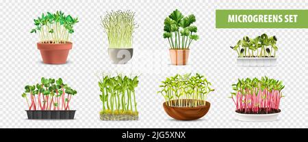 Ensemble transparent de microverts sains avec symboles d'aliments frais illustration vectorielle isolée réaliste Illustration de Vecteur