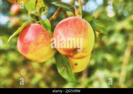 Gros plan de pommes rouges cultivées sur un arbre dans des vergers durables. Fruits frais et biologiques mûrs pour la récolte ou la cueillette sur un champ. Nutritif Banque D'Images