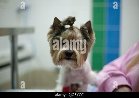 Chien chez le vétérinaire. L'animal de compagnie est entre les mains de l'hôtesse. Elle tient un petit chien sur ses genoux. Détails de la réception du patient en clinique vétérinaire. Banque D'Images