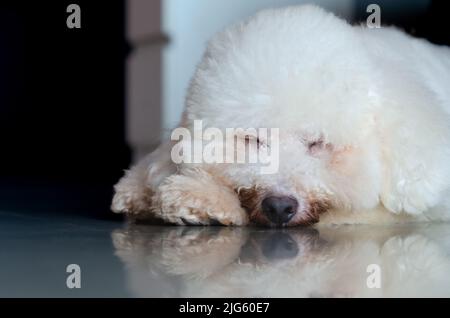 Adorable chien blanc en forme de chien dormant seul à l'étage de la maison. Banque D'Images