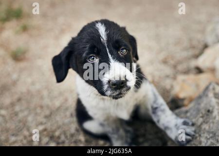 Photo de chiots mongrel mignons dans la rue. Vue avant. Banque D'Images