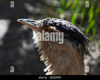 Magnifique Bustard australien majestueux dans un portrait saisissant. Banque D'Images