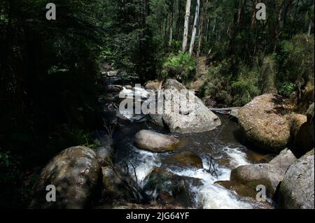 La rivière Toorongo est une rivière sauvage de montagne qui traverse les forêts et traverse des cascades, près de Noojee dans le Gippsland, Victoria, Australie. Banque D'Images