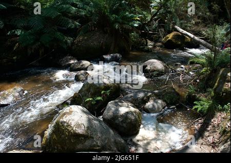 La rivière Toorongo est une rivière sauvage de montagne qui traverse les forêts et traverse des cascades, près de Noojee dans le Gippsland, Victoria, Australie. Banque D'Images