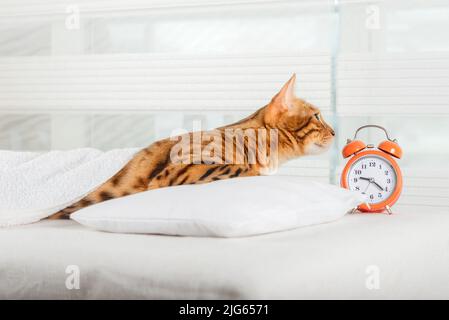 Le chat dort sur le lit et se réveille avec un réveil. Concept de sommeil sain. Banque D'Images