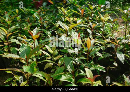 Vue rapprochée des feuilles de Mitragyna speciosa ou de Kratom qui poussent dans la plantation Banque D'Images