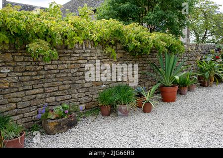Pots de fleurs dans les jardins de Bourton House, Morton à Marsh. Marché des Cotswolds, Gloucestershire, Angleterre, royaume-uni Banque D'Images
