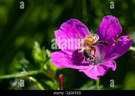 L'abeille recueille le nectar et le pollen sur une fleur de mérous pourpre Banque D'Images