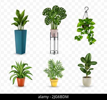 Images isolées de différentes plantes de maison dans des pots sur un fond transparent illustration réaliste de vecteur Illustration de Vecteur