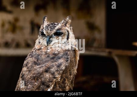 Portrait d'un chouette hibou Banque D'Images