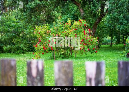 grand rosier rouge dans le jardin avec bordure de clôture en premier plan Banque D'Images