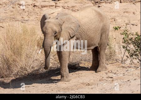 Impression d'un éléphant de désert africain - Loxodonta Africana- errant dans le désert dans le nord-ouest de la Namibie. Banque D'Images