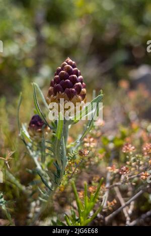 Racine de Maral ou fleur de Rhaponticum, plante herbacée vivace. Les racines sont utilisées pour faire la médecine Banque D'Images