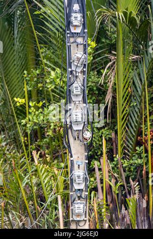 SAMUT PRAKAN, THAÏLANDE, MAI 25 2022, Un groupe de wattheures mètres montés sur une colonne dans la forêt tropicale Banque D'Images