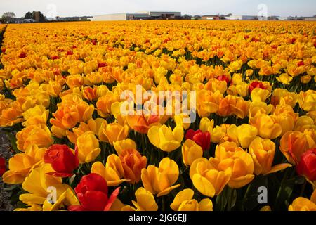 Un champ de grands, beaux, tulipes jaunes sont en fleur. Tulipes hollandaises. Banque D'Images