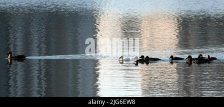 Un canard albinos de Mallard naque avec d'autres poussins dans le fond, très différent de tous les autres Banque D'Images