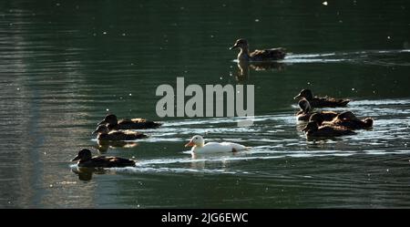 Un canard albinos de Mallard naque avec d'autres poussins dans le fond, très différent de tous les autres Banque D'Images