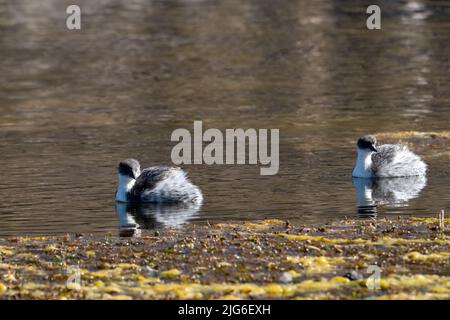 Une paire de Silvery Grebes sur le lac Chungara dans le parc national de Lauca, sur le haut altiplano andin dans le nord-est du Chili. Banque D'Images