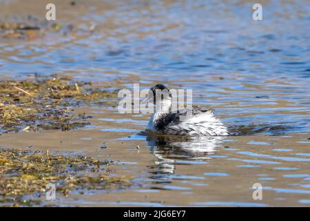 Un Grebe de Silvery sur le lac Chungara dans le parc national de Lauca sur le haut altiplano andin dans le nord-est du Chili. Banque D'Images