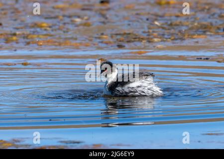 Un Grebe de Silvery sur le lac Chungara dans le parc national de Lauca sur le haut altiplano andin dans le nord-est du Chili. Banque D'Images