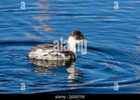 Un Grebe de Silvery sur le lac Chungara dans le parc national de Lauca sur le haut altiplano andin dans le nord-est du Chili. Ses plumes sont mouillées par la plongée sous-marine Banque D'Images