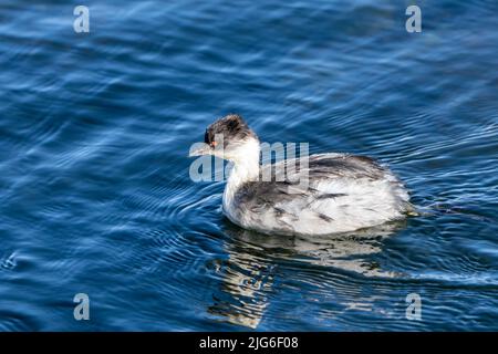 Un Grebe de Silvery sur le lac Chungara dans le parc national de Lauca sur le haut altiplano andin dans le nord-est du Chili. Ses plumes sont mouillées par la plongée sous-marine Banque D'Images