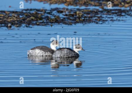 Une paire de Silvery Grebes sur le lac Chungara dans le parc national de Lauca, sur le haut altiplano andin dans le nord-est du Chili. Banque D'Images