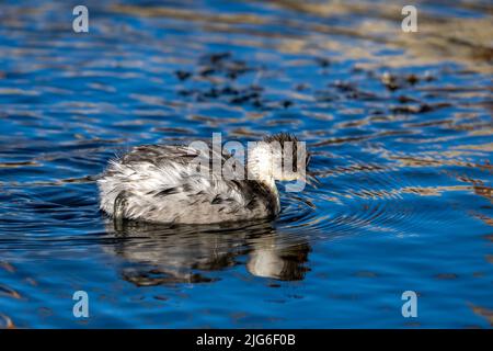 Un Grebe de Silvery sur le lac Chungara dans le parc national de Lauca sur le haut altiplano andin dans le nord-est du Chili. Ses plumes sont mouillées par la plongée sous-marine Banque D'Images