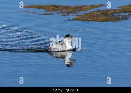 Un Grebe de Silvery sur le lac Chungara dans le parc national de Lauca sur le haut altiplano andin dans le nord-est du Chili. Banque D'Images