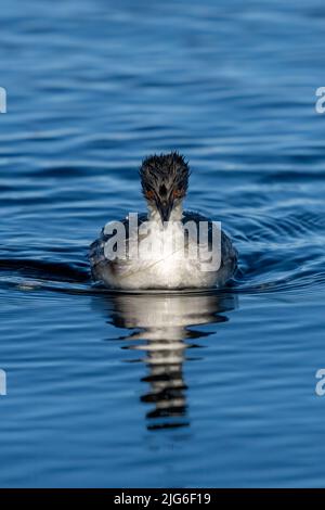 Un Grebe de Silvery sur le lac Chungara dans le parc national de Lauca sur le haut altiplano andin dans le nord-est du Chili. Banque D'Images