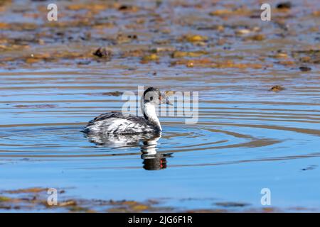 Un Grebe de Silvery sur le lac Chungara dans le parc national de Lauca sur le haut altiplano andin dans le nord-est du Chili. Banque D'Images