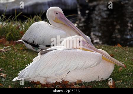Oiseau rose pélican en automne - grand Banque D'Images