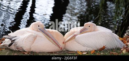 Oiseau rose pélican en automne - grand Banque D'Images