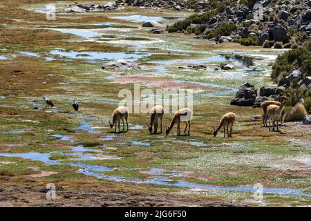 Un petit troupeau de Vicuna, de Vicugna lama et d'Oies andines qui broutage dans une zone humide du parc national de Lauca, au Chili. Banque D'Images