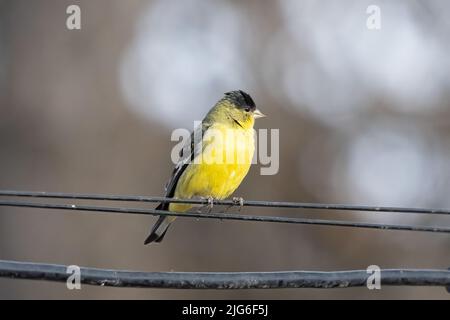 Un petit Goldfinch mâle, Spinus psaltria, perché sur un fil de fer dans l'Utah. Banque D'Images