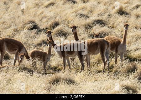 Un petit troupeau de Vicuna, Vicugna lama, qui broutage dans le parc national de Lauca, au Chili. Banque D'Images