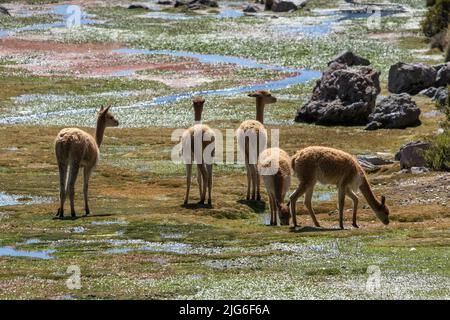 Un petit troupeau de Vicuna, vicugna lama, qui broutage dans une zone humide du parc national de Lauca, au Chili. Banque D'Images