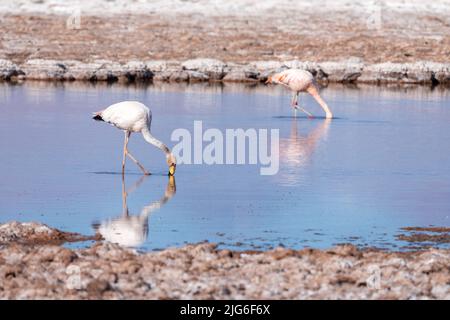 Un Flamingo de James se nourrit d'un Flamingo chilien dans un lagon de Tebenqiche dans le Salar de Atacama, près de San Pedro de Atacama, au Chili. Banque D'Images