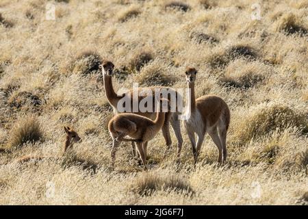 Un petit troupeau de Vicuna, Vicugna lama, qui broutage dans le parc national de Lauca, au Chili. Banque D'Images