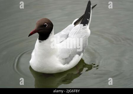Le moulus du lac nage dans les eaux du lac Banque D'Images