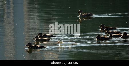 Un canard albinos de Mallard naque avec d'autres poussins dans le fond, très différent de tous les autres Banque D'Images