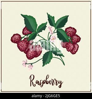 Carte avec baies. Framboise. Framboises rouges dessinées. Illustration vectorielle. Ferme de baies. Baies exotiques Illustration de Vecteur