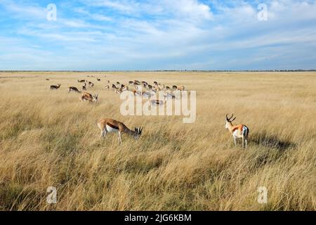 Antilopes de Springbok (Antidorcas marsupialis) dans les prairies ouvertes, parc national d'Etosha, Namibie Banque D'Images